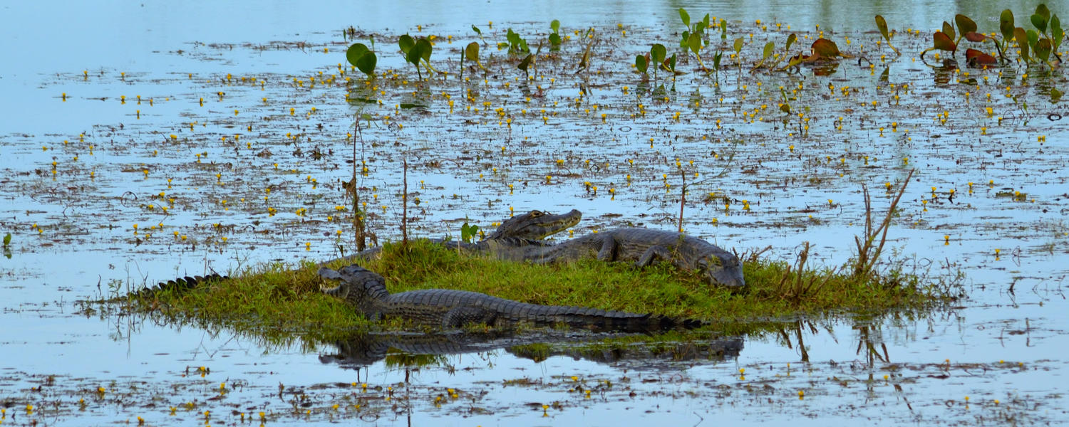 Caymen on small island in Pantanal of Brazil
